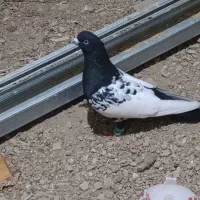 سینه ای و دوکت سرور