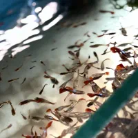 گوپی کوی بالن|ماهی|تهران, میدان ولیعصر|دیوار