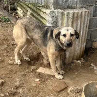 واگذاری سگ سرابی