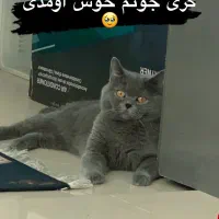 گربه اسکاتیش به همراه باکس ،غذا،خاک،شناسنامه|گربه|آمل, |دیوار