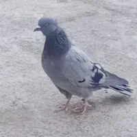 کبوتر سبز پرشتی