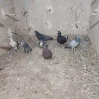 14تانرپریده|پرنده|کرمان, |دیوار