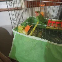 مرغ عشق و طوطی برزیلی