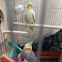 یک جفت عروس هلندی