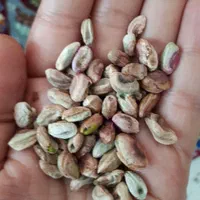 پسته جنگلی|خوردنی و آشامیدنی|مشهد, احمدآباد|دیوار