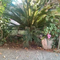 گل سیکاس بزرگ|گل و گیاه طبیعی|قائمشهر, |دیوار