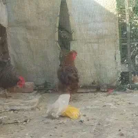 دوتا مرغ محلی چاق|حیوانات مزرعه|قم, زند آباد|دیوار