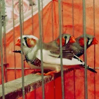 فنچ|پرنده|سبزوار, شرق کال میانی|دیوار