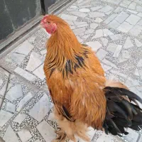 خروس امپراطور نژاد اصیل|حیوانات مزرعه|بابلسر, |دیوار