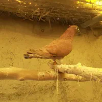 کبوتر نر سرخ کاکل میخ