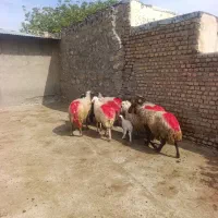میش بره داروابستن سنگین