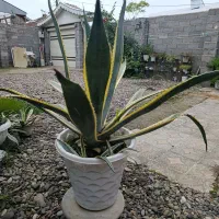 گل آگاو|گل و گیاه طبیعی|رشت, حومه رشت|دیوار