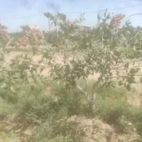 باغ پسته