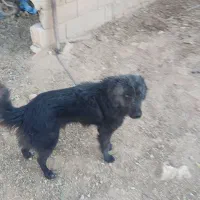 دورود بر شما خوبان نژاد گله