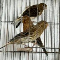 قناری پرستار