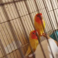 طوطی برزیلی|پرنده|گلپایگان, |دیوار