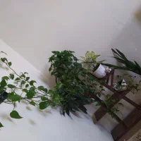 گل و استند
