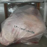 انواع فیله ماهی