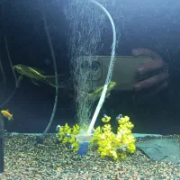 فروش ماهی کوی