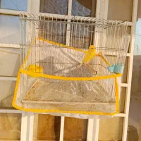 قناری|پرنده|بوشهر, |دیوار