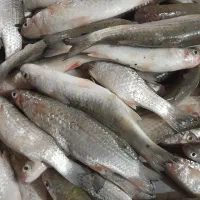 ماهی|ماهی|بندر امام خمینی, |دیوار