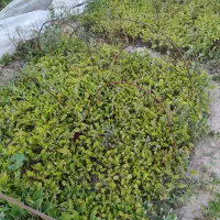 فروش عمده پیته بادنجان محلی