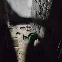 بلدرچین به شرط تخم