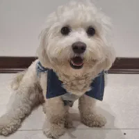 پانسیون خانگی سگ و گربه|خدمات پیشه و مهارت|کرج, کیانمهر|دیوار