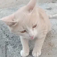 گربه|گربه|مرودشت, گندم|دیوار