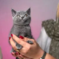 بریتیش و اسکاتیش های( اصیل و استثنایی )