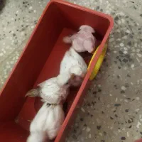 جوجه مرغ عشق از سرلاکی تا بالغ|پرنده|شهرضا, |دیوار