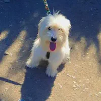 واگذاری رایگان سگ شیتزو