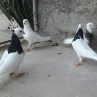 کبوتر رنگی|پرنده|اهرم, |دیوار