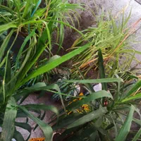 فروش گیاهان آپارتمانی