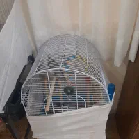 عروس هلندی جف بابچشون