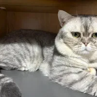 گربه برتیش 17ماهه نر