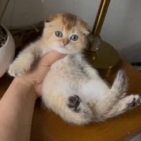 پرشین هیمالین|گربه|رامسر, |دیوار