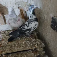 دوتا نر دورگ در خرم اباد