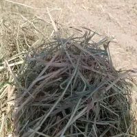 کاه الم(ارزن)|حیوانات مزرعه|مرودشت, تخت جمشید|دیوار