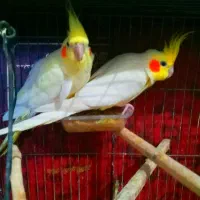 یه جفت عروس لوتیتو مولد جوان.دستی|پرنده|مینودشت, |دیوار