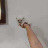 توله پامرانین خرسی از پدر و مادر وارداتی|سگ|محمدشهر, شهرک پیام (مهرالبرز)|دیوار