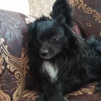 پامر اشپیتر