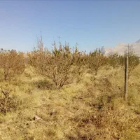 باغ گردو ومیوه پل چهر روبروی باربری نوروزی|فروش دفتر صنعتی، کشاورزی، تجاری|بیستون, |دیوار