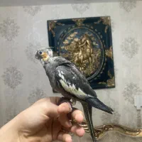 جوجه عروس (بالغ-جفت-ملنگو|پرنده|رشت, یخسازی|دیوار