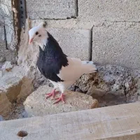 کبوتر کفتر|پرنده|سرپل ذهاب, |دیوار