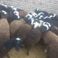 تعداد ۴۳راس بره نر اصیل شال درجه یک|حیوانات مزرعه|دشتابی, |دیوار