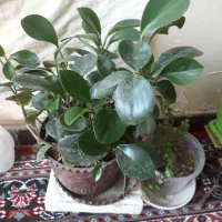 چند عدد گل زیبا|گل و گیاه طبیعی|یاسوج, |دیوار