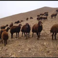 گوسفد وعدی اسینم