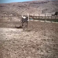 مادیون ترک‌ دره‌شوری