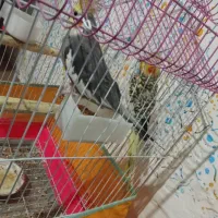 پرنده عروس|پرنده|احمدسرگوراب, |دیوار